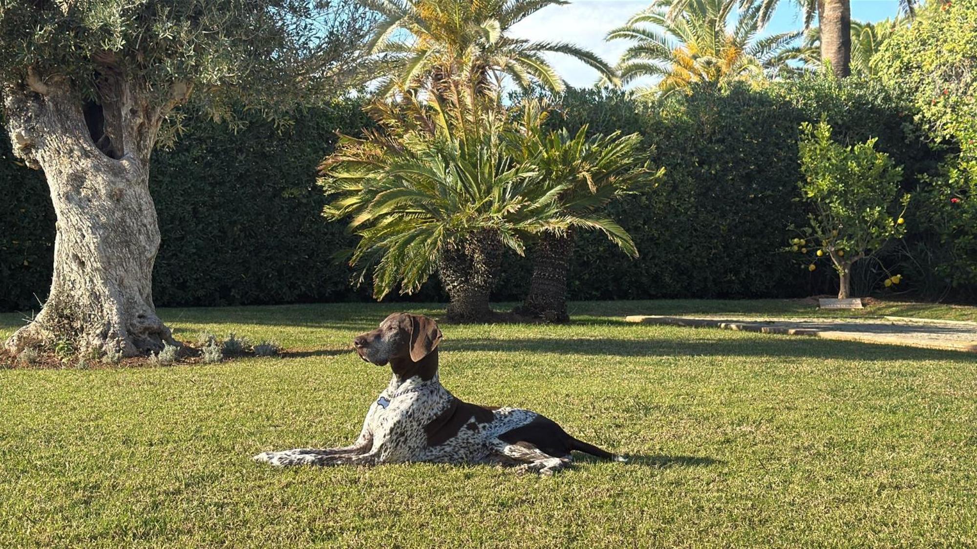 La Calma Espectacular Villa Con Jardin Y Piscina En Menorca S'Algar Exterior foto